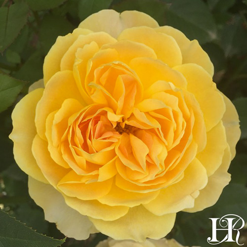Molineux Rose