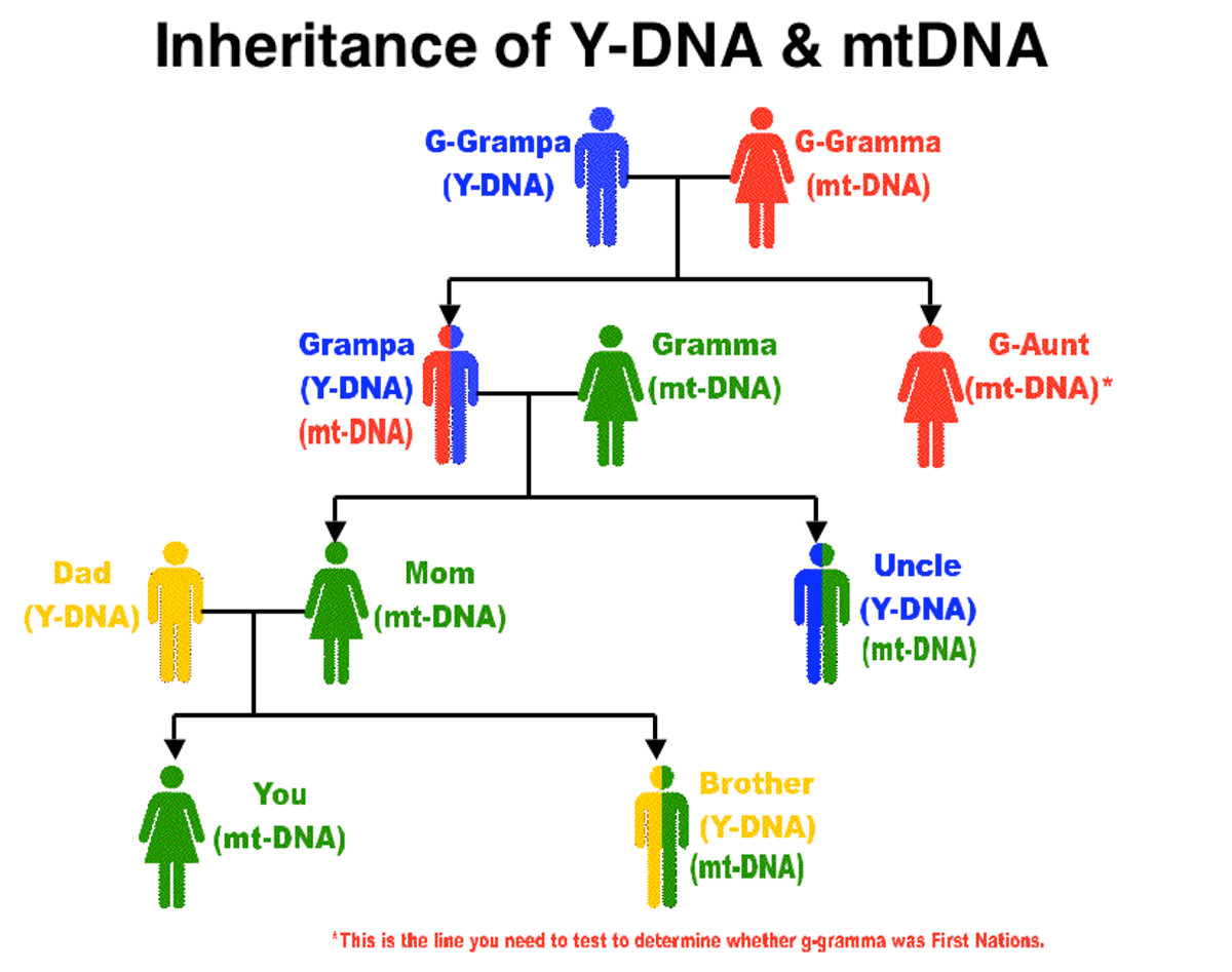 Dna Inheritance Chart